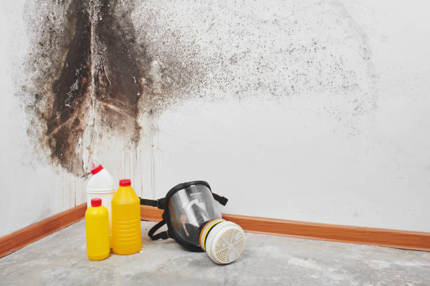 Best Local Mold Removal Service  in Mahanoy City, PA