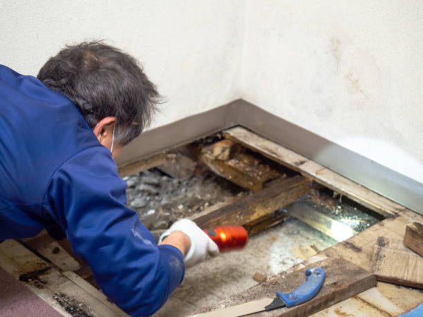 Best Home Mold Removal  in Mahanoy City, PA