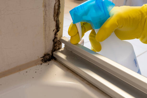 Best Emergency Mold Removal  in Mahanoy City, PA