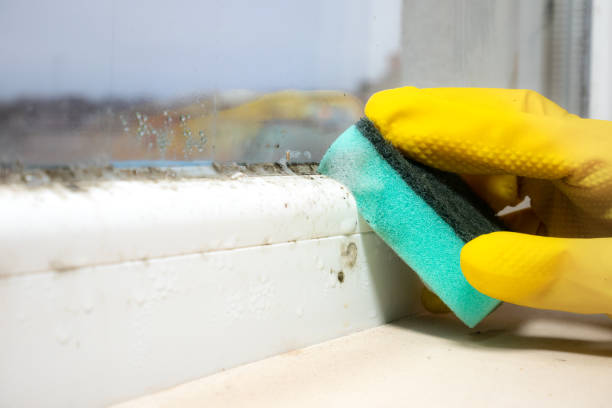 Best Mold Removal Process  in Mahanoy City, PA