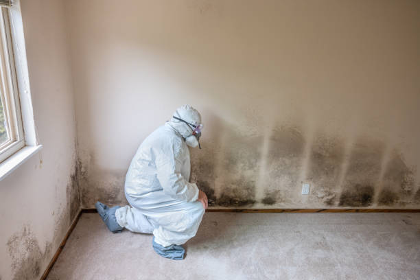 Best Commercial Mold Removal  in Mahanoy City, PA