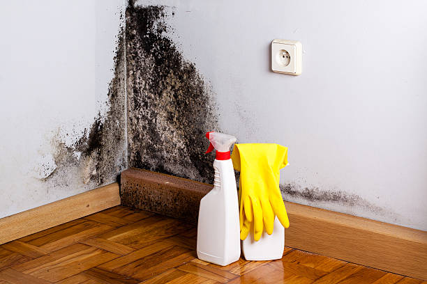 Best Same-Day Mold Removal  in Mahanoy City, PA
