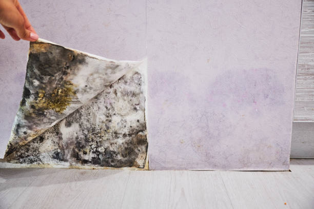 Best Affordable Mold Removal  in Mahanoy City, PA